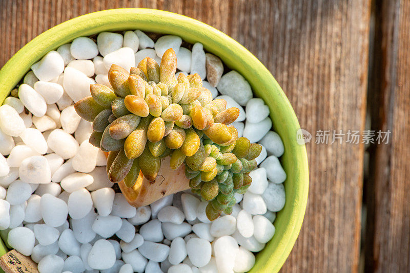 Sedum rubrotinctum ‘Aurora’ – Pink Jelly Beans - Succulents Plant